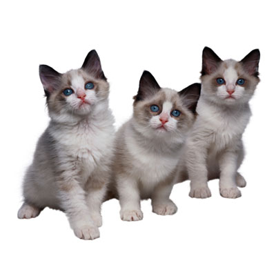 PetLife for Life; enhancing the lives of pets and animals