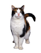 PetLife for Life; enhancing the lives of pets and animals