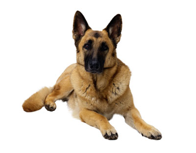 PetLife for Life; enhancing the lives of pets and animals