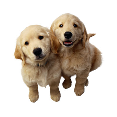 PetLife for Life; enhancing the lives of pets and animals